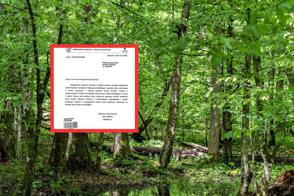 Lasy Państwowe kontra lasy prywatne. Oficjalne pismo ujrzało światło dzienne