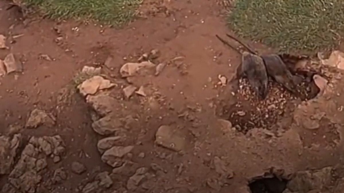 Mieszkańcy nadmorskiego miasteczka walczą z plagą szczurów. Twierdzą, że są rozmiarów "kotów"