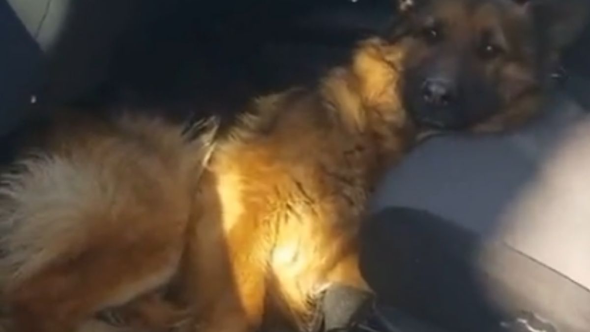 pies zwierze zwierzeta samochod auto wojna w ukrainie rosja