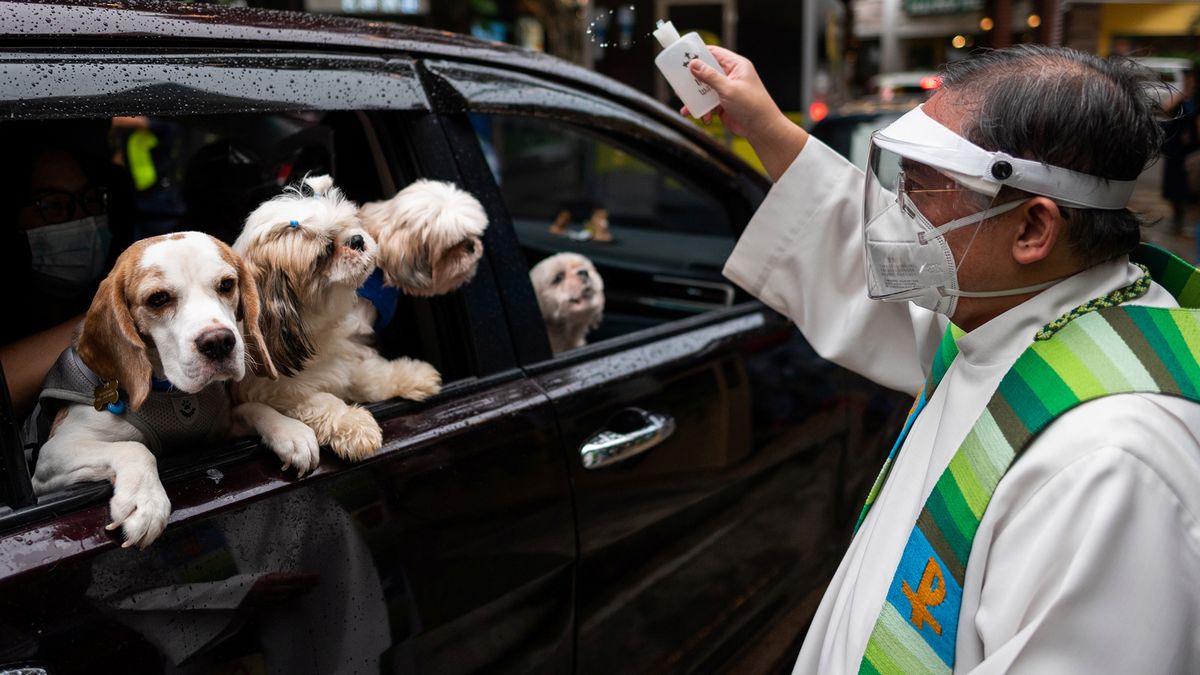 Ksiądz święcił psy i koty na Światowy Dzień Zwierząt. Zdjęcia są przekomiczne 1