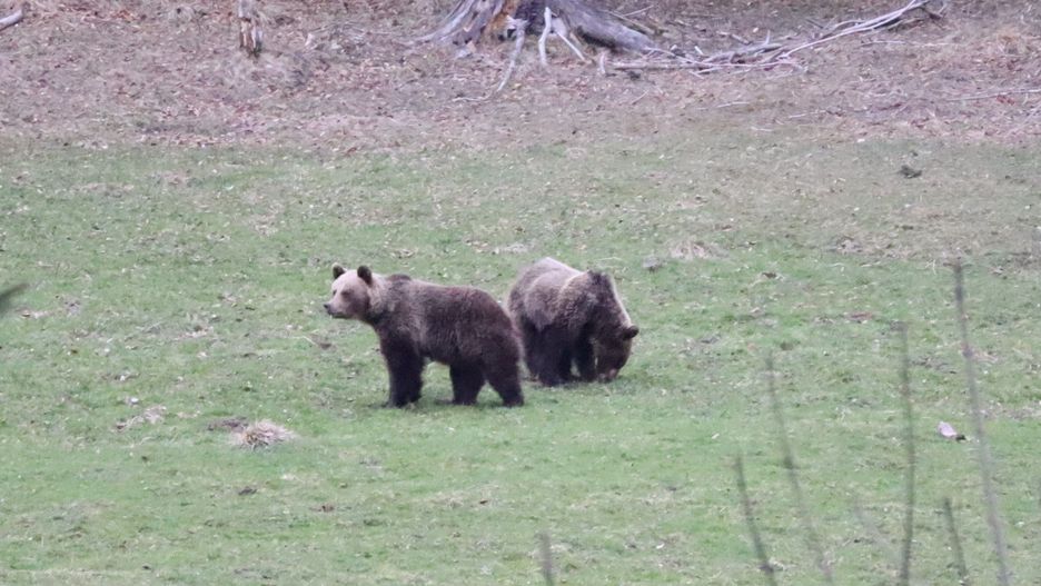 Niedźwiedzie w Zakopanem