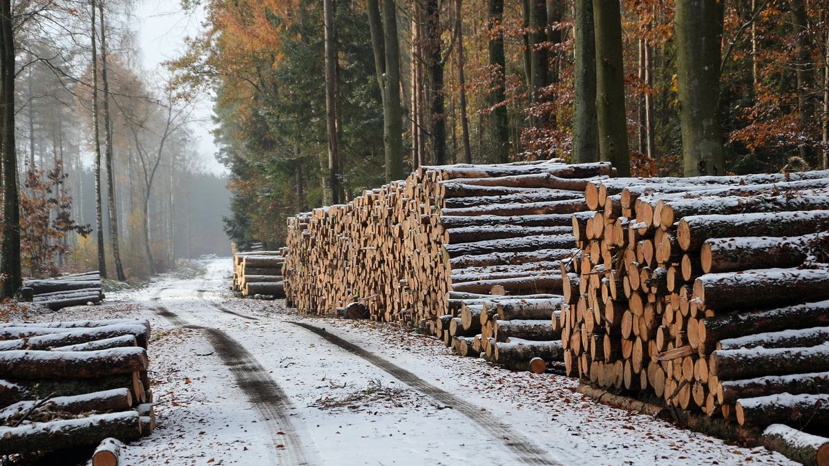 Białoruś to potentat w produkcji drewna. Wymierzone w surowiec sankcje miały zaboleć reżim Łukaszenki