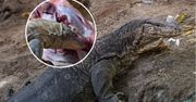 Najada się na zapas. Taki posiłek dostaje raz w miesiącu