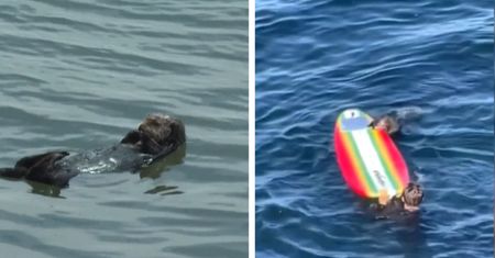 Wydra postrachem wśród surferów. Służby nie mogą jej złapać