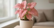 Syngonium Pink: Jak utrzymać różowe wybarwienie?