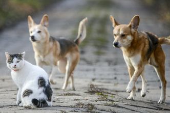 Polska ma prawdziwy hit eksportowy. Jesteśmy w światowej czołówce