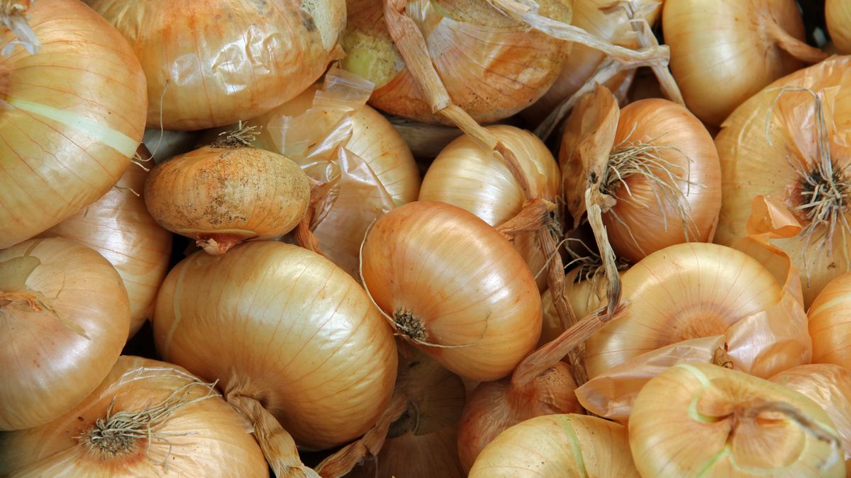 Skutki jedzenia cebuli