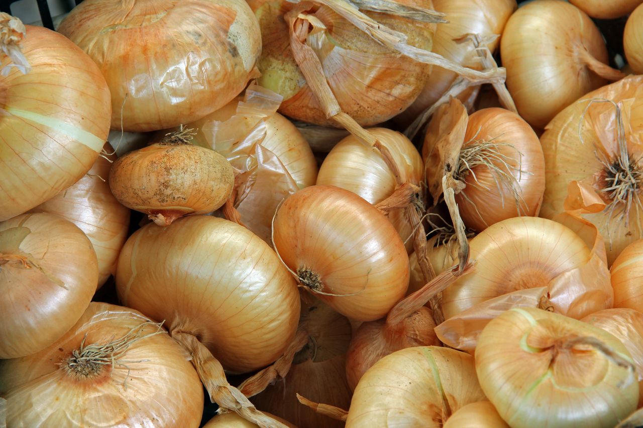 Onions: The unsung hero with healing powers