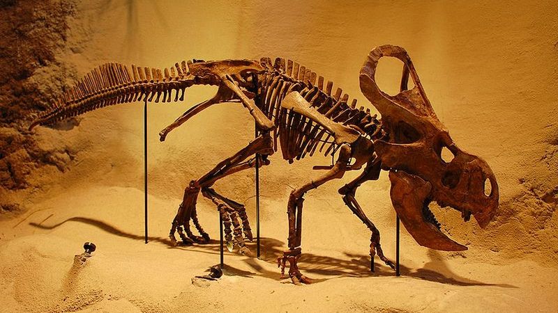 Niezwykła skamieniałość przypadkiem znaleziona w... Polsce 1