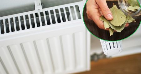 Rozłóż liście laurowe na kaloryferze w sypialni. Już po chwili poczujesz różnicę