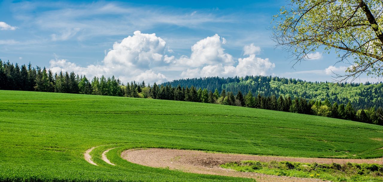 Ostrzeżenie IMGW. Uwaga na silny wiatr. Mogą pojawić się utrudnienia