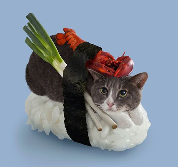 WTF dnia: co powstanie z połączenia kota z sushi? (Niestety) już to wiemy 3