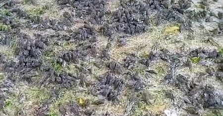 Wróble runęły z nieba nad cmentarzem. Naukowcy znają powód