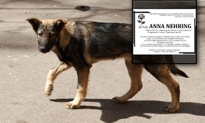 Pomagali bezdomnym zwierzętom w Krakowie. Zmarli prawie jednocześnie