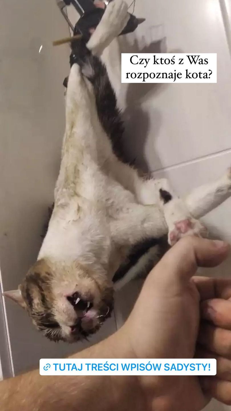 Poszukujemy SADYSTY, który w bestialski sposób znęca się nad swoim kotem! 
