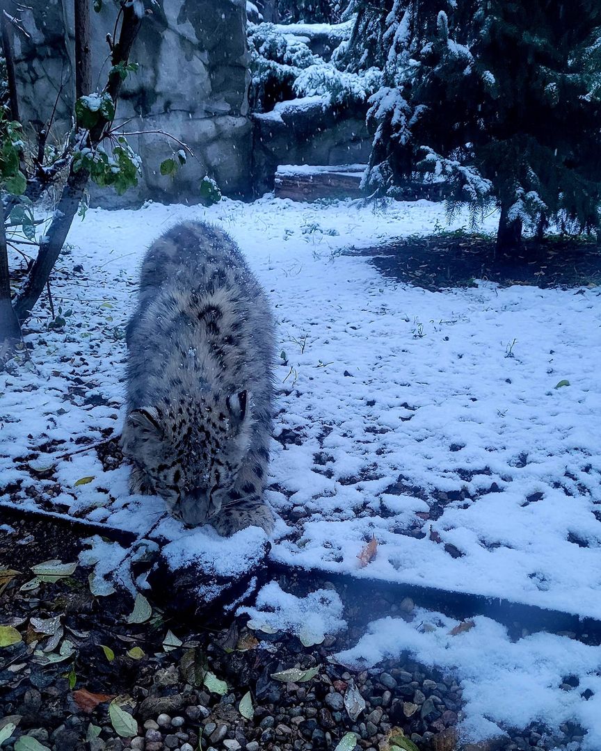 Pierwszy śnieg małego Pamira