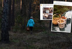 Wychodzą z pełnymi koszykami. "Mekka borowikowa"