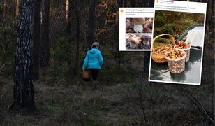 Wychodzą z pełnymi koszykami. "Mekka borowikowa"