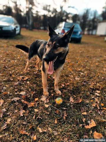 Nowy funkcjonariusz do wykrywania materiałów wybuchowych w ostrowieckiej komendzie