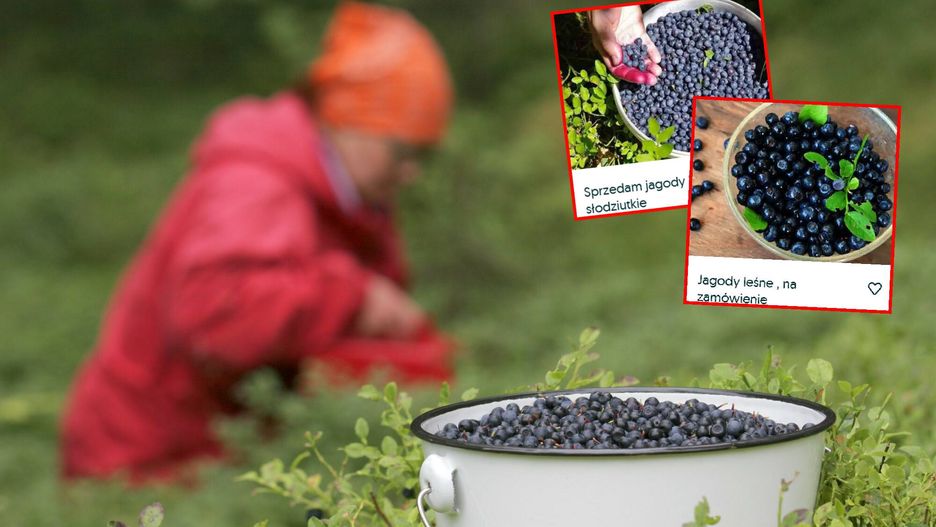 Zbieracze jagód uważają, że to będzie "trudny sezon"