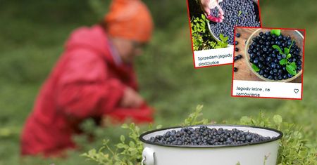 Słaby start sezonu na jagody leśne. Zbieracze załamują ręce