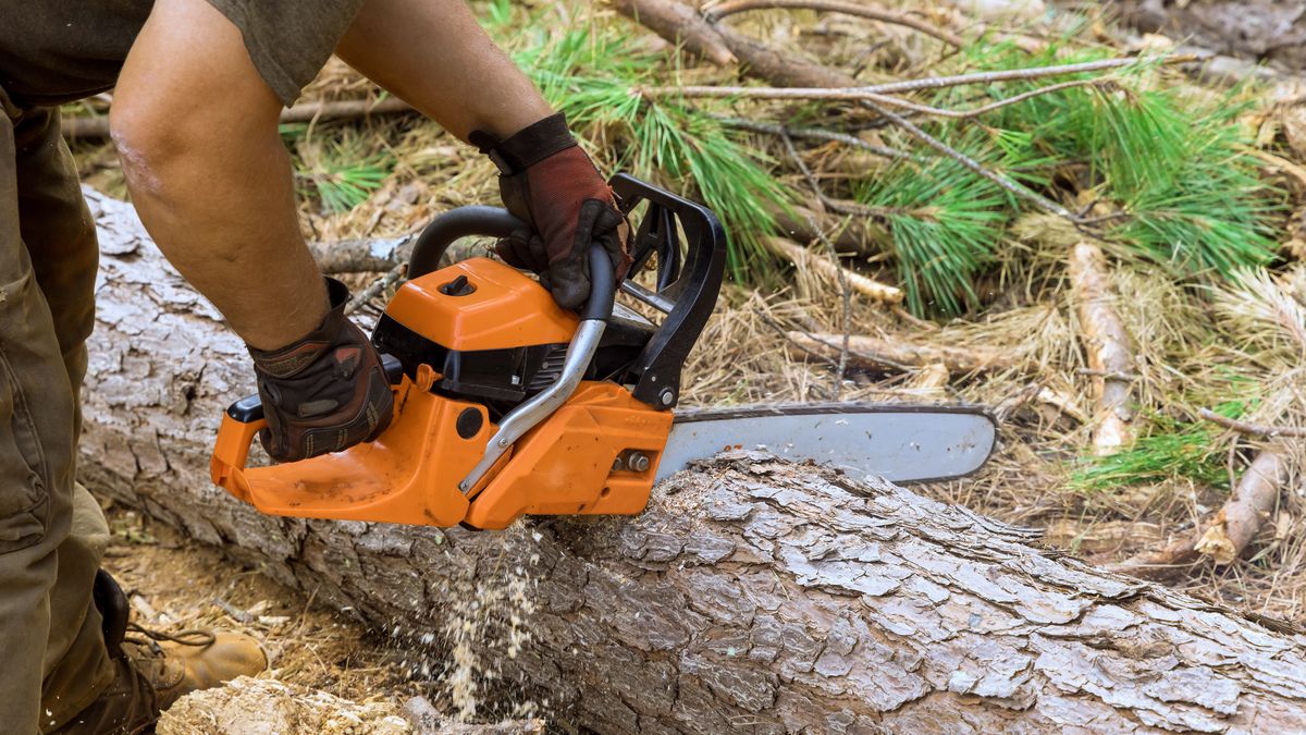 Chcesz usunąć drzewo z własnej działki? Oto co trzeba wiedzieć