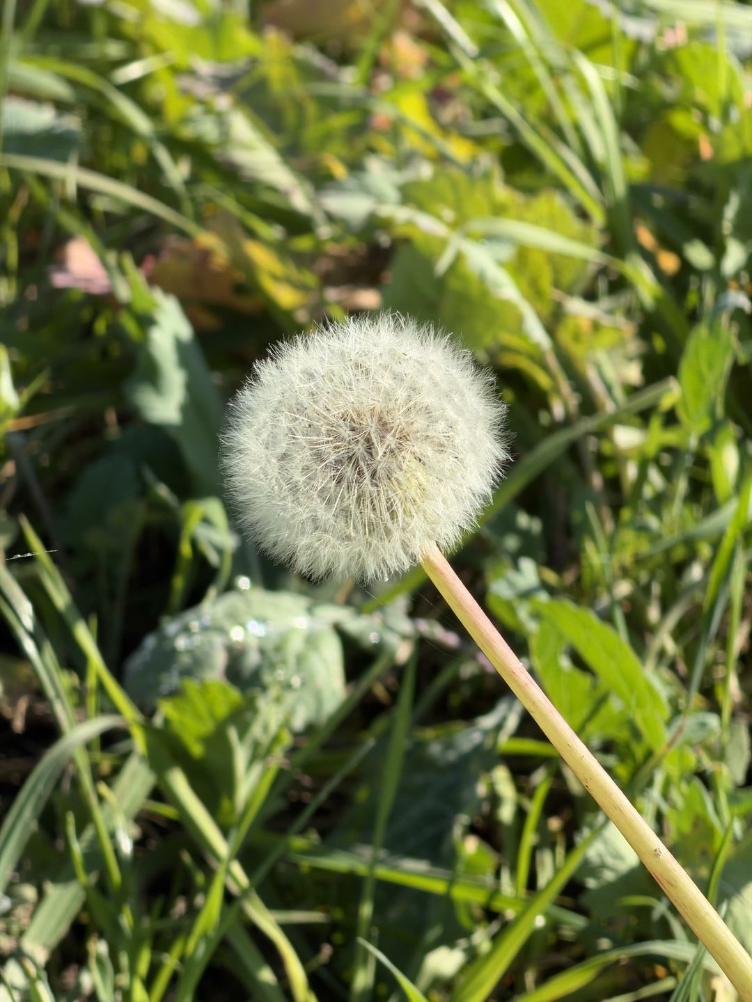 iPhone 18 Pro - zdjęcia