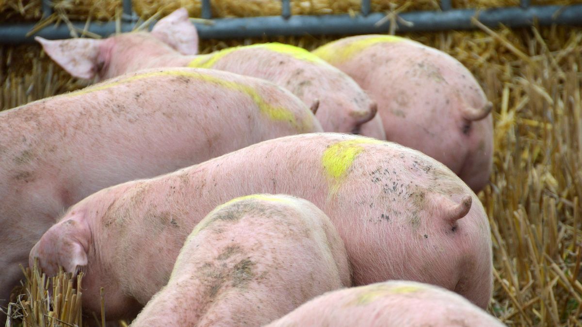 Świnie w całej Polsce zagrożone są ASF