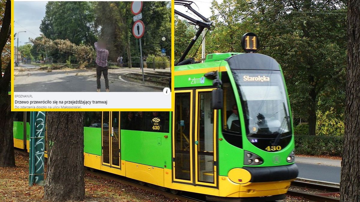 Drzewo spadło na tramwaj w Poznaniu 