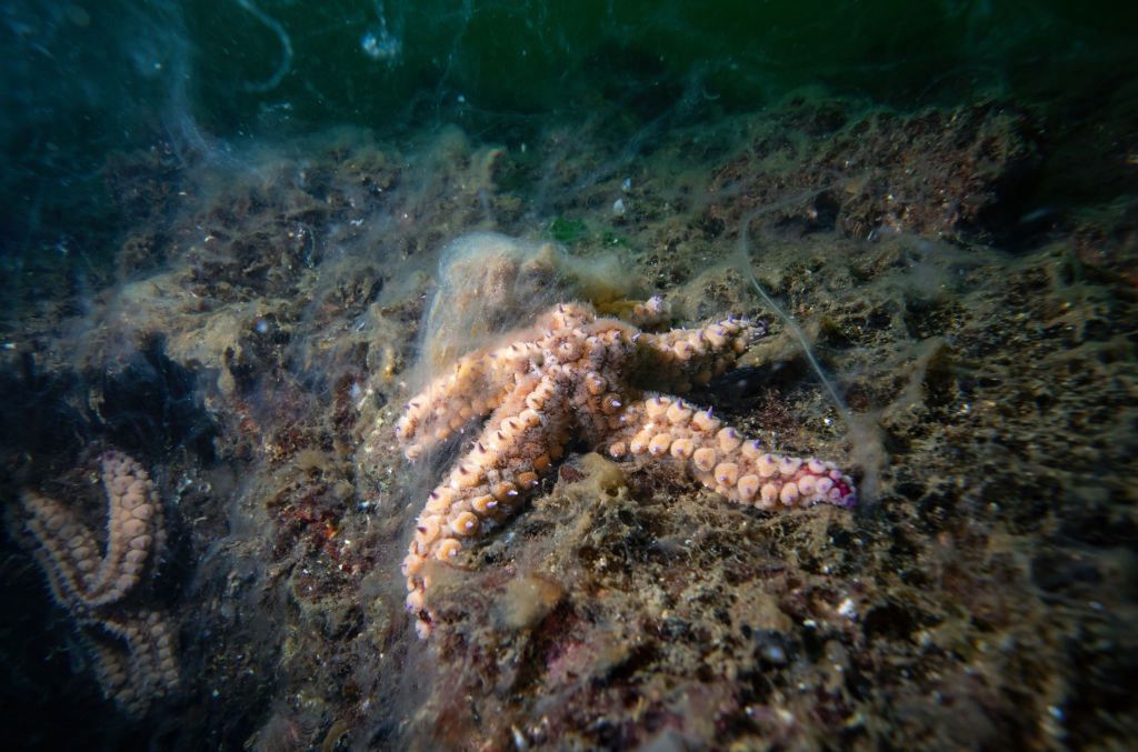 Zanieczyszczona linia brzegowa w Stambule
