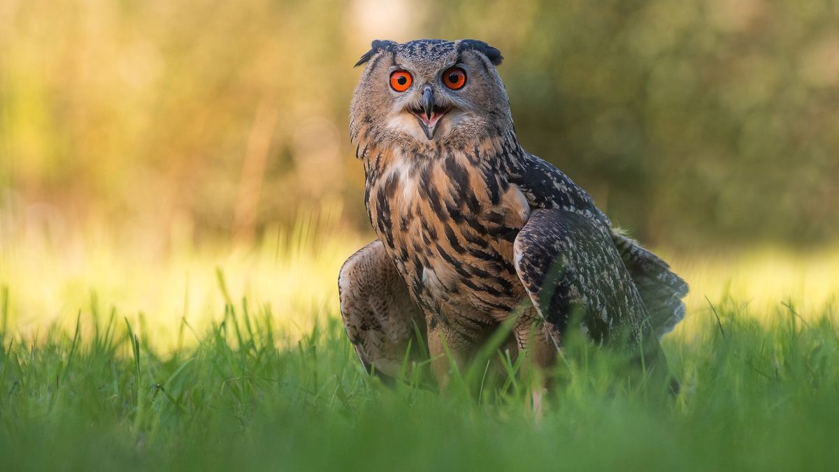 Uśmiechnięte zwierzęta. Te zdjęcia rozweselą twój dzień 1