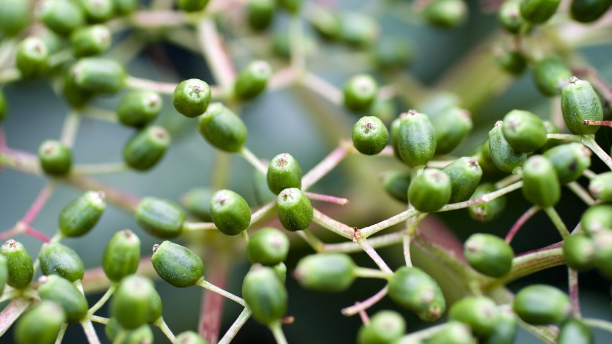 Polskie kapary zrobisz z zielonych owoców czarnego bzu