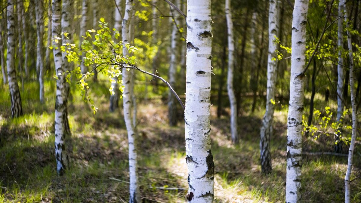 Las, w którym rosną brzozy.