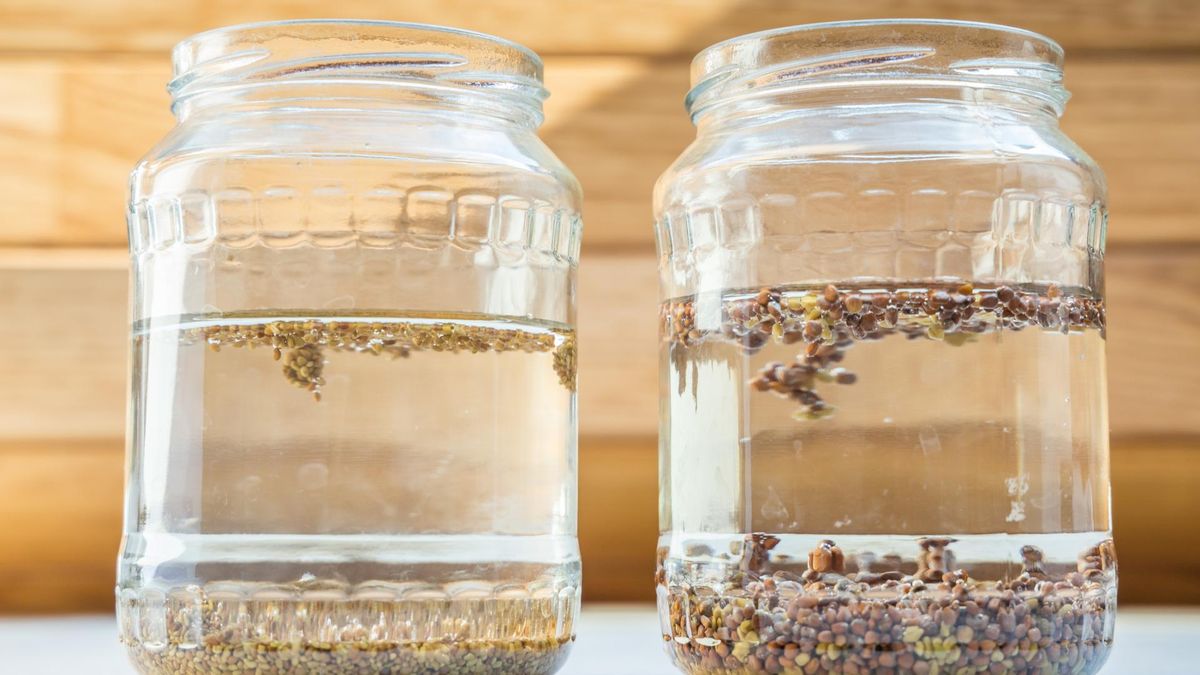 Gorzkie smaki pomagają w naturalny sposób zregenerować wątrobę.