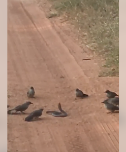 Jadowity wąż kontra stado wściekłych ptaków. Zaskakujący finał pojedynku