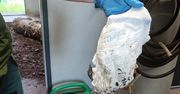Zużyta pielucha znaleziona na wybiegu mrówkojadów w poznańskim zoo. "To przekroczenie granicy”