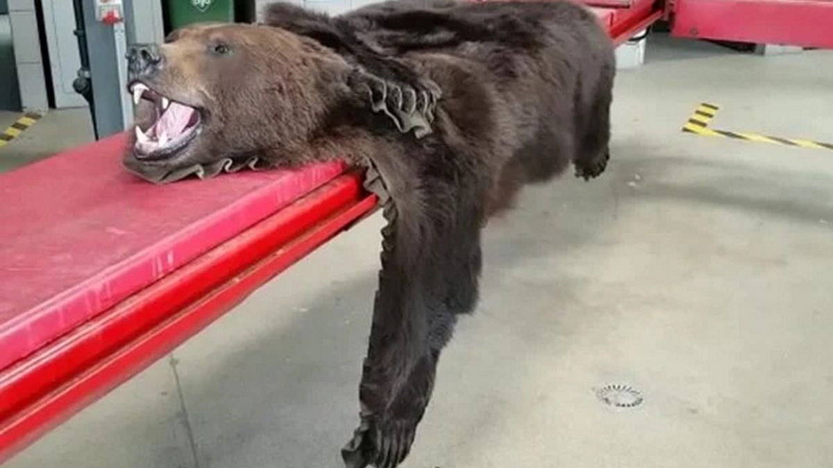 Skóra niedźwiedzia