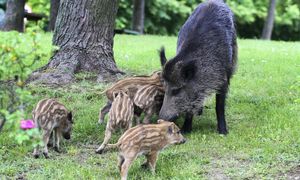 To nie Warszawa. W tym polskim mieście nie zabijają dzików