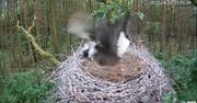 Gniazdo bocianów zaatakował jastrząb. Fotopułapka z okolic Łodzi wszystko ujęła