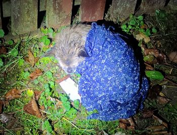 Właścicielka psa trafiła do szpitala. Znaleźli go skulonego pod płotem