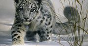 Użytkownikom Snow Leoparda brakuje odświeżonego interfejsu?