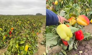 Samozbiory papryki za 2 zł za kilogram! Rolniczka spełniła prośby klientów