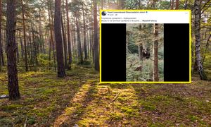 Ręka mu nie drgnęła. Nagrał bliskie spotkanie z niedźwiedziem