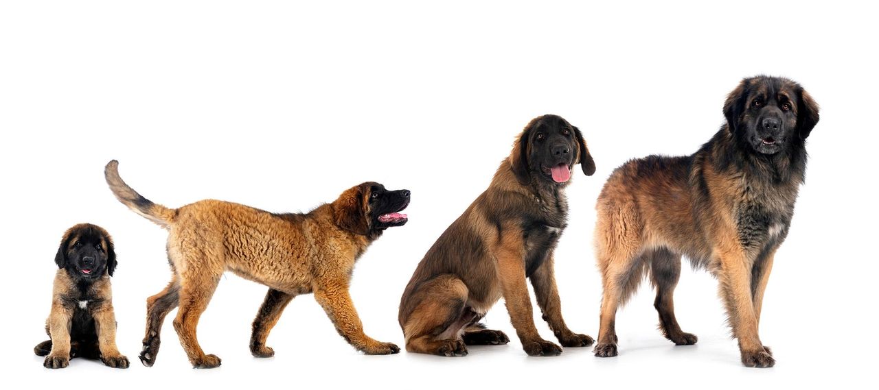 Zrób to, zanim twój pies skończy siedem lat. Weterynarze ostrzegają właścicieli