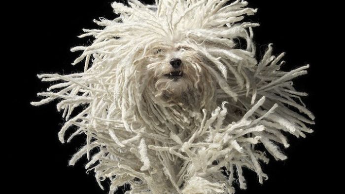 Zwierzęta z osobowością na portretach Tima Flacha [inspiracja] 1