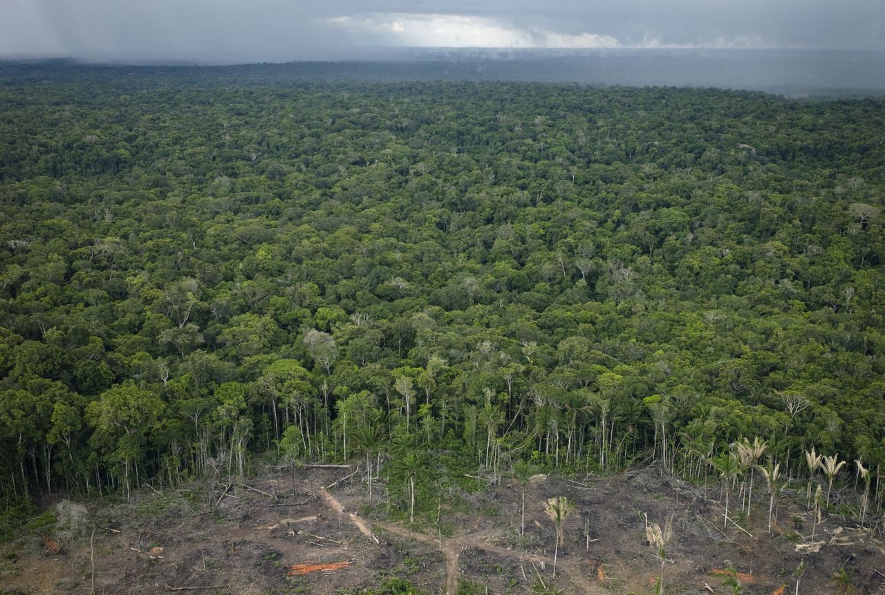Eksperci ostrzegają. Zmiany klimatyczne zagrażają lasom Amazonii