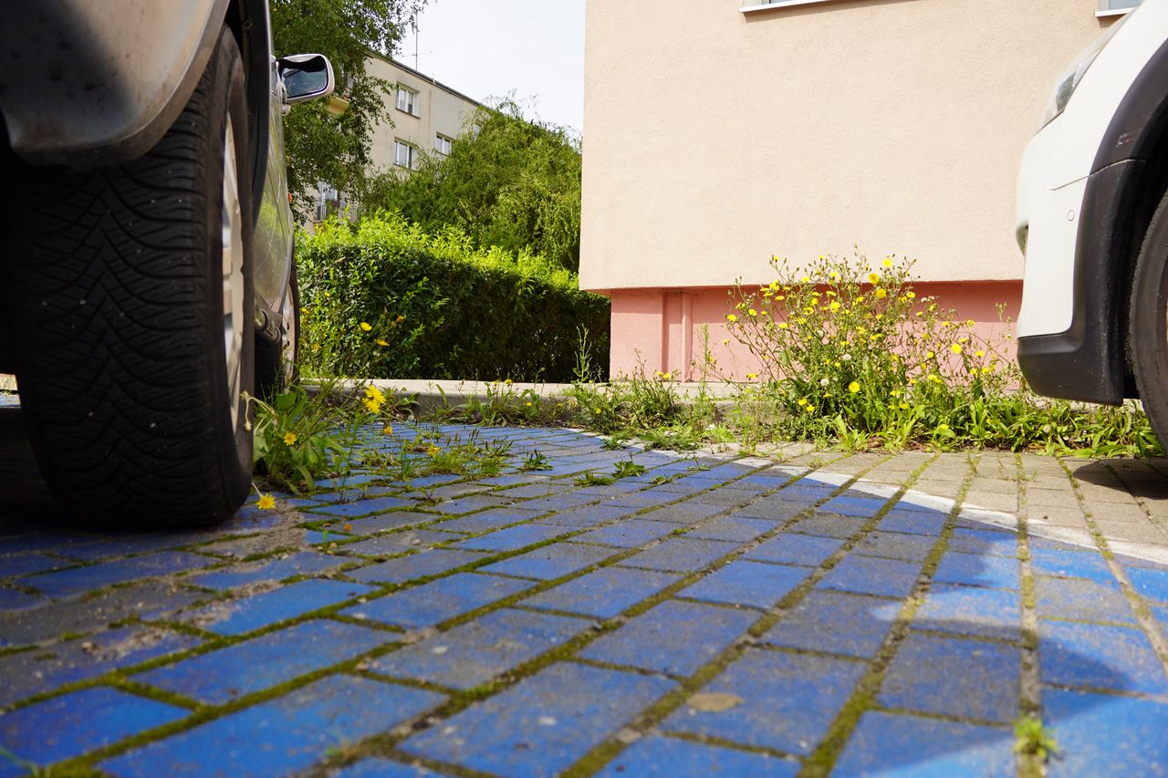 Piła, ul. Spacerowa, chwasty