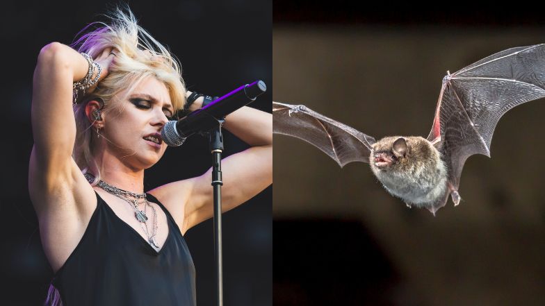 Taylor Momsen została ugryziona przez nietoperza w trakcie koncertu