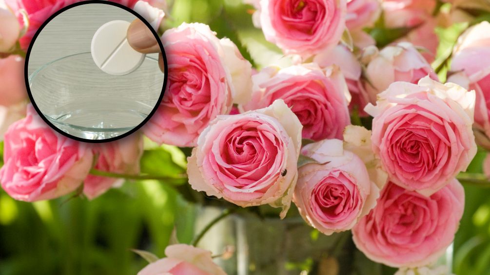 Jak przedłużyć świeżość kwiatów?