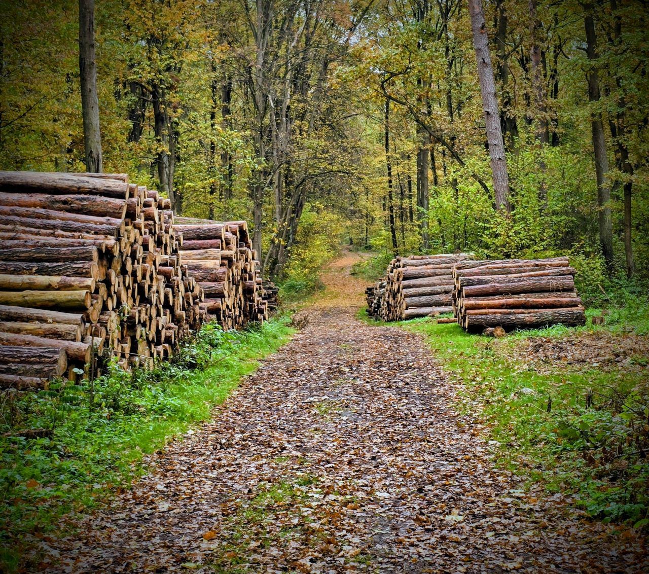 Kock: Policjant odnalazł 59-latka. Zgubił się w lesie z wnukami